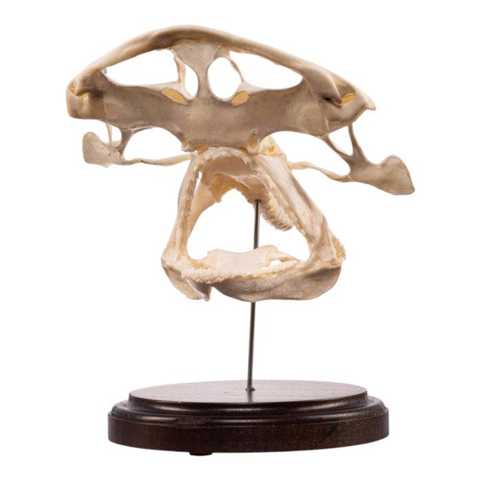 Real Bonnethead Shark Skull