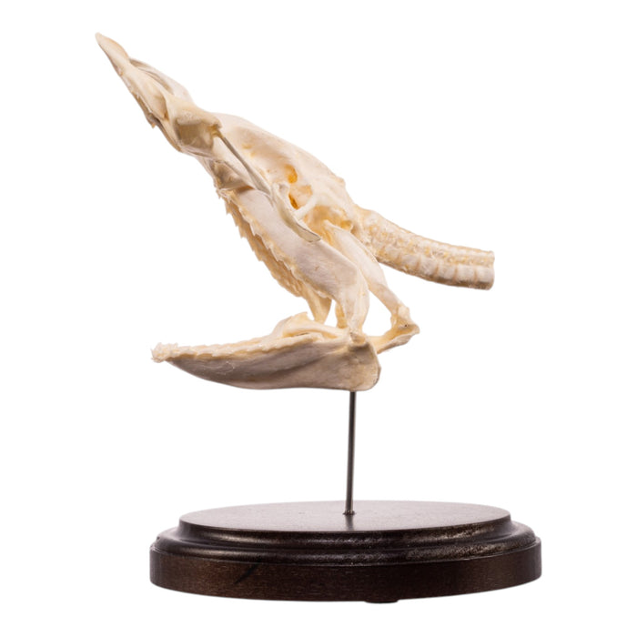 Real Bonnethead Shark Skull