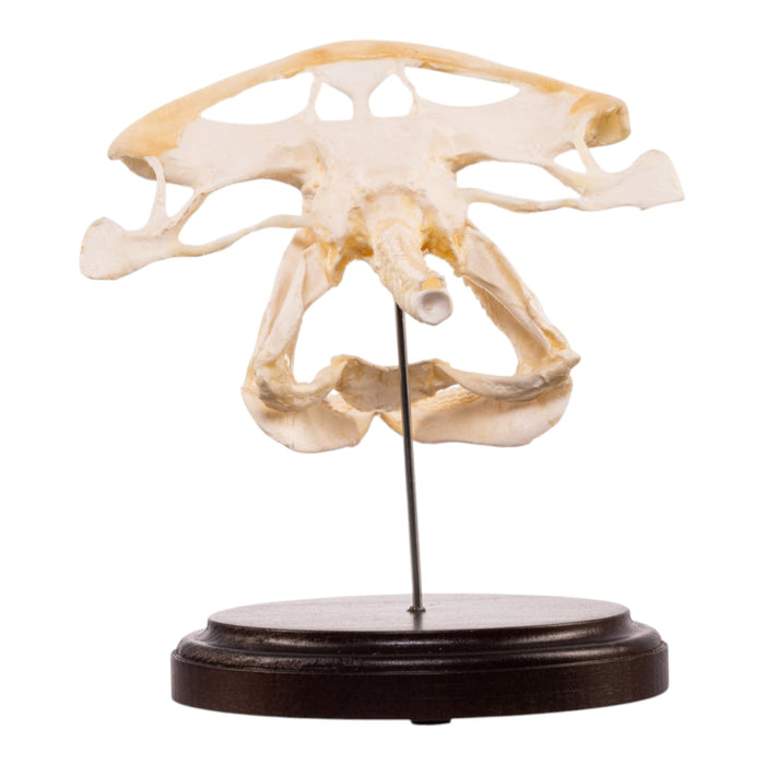Real Bonnethead Shark Skull