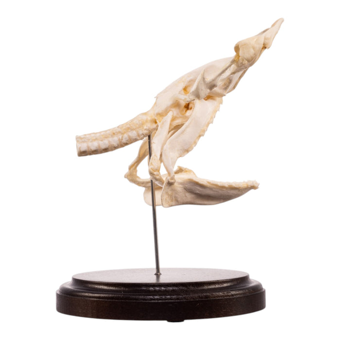 Real Bonnethead Shark Skull