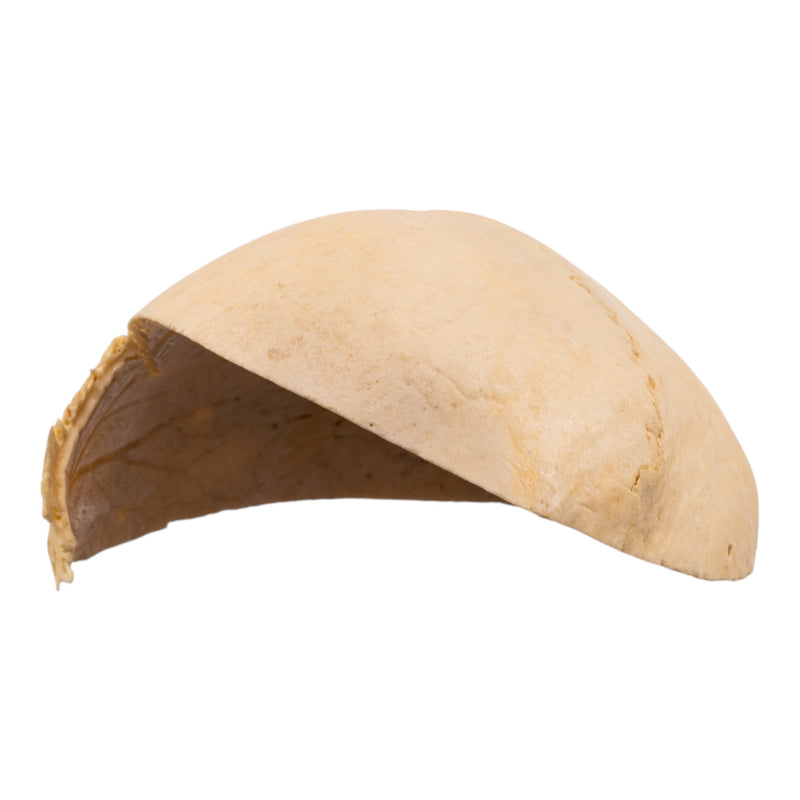 Real Human Partial Calvaria