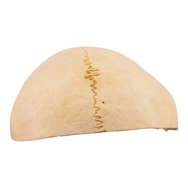 Real Human Partial Calvaria