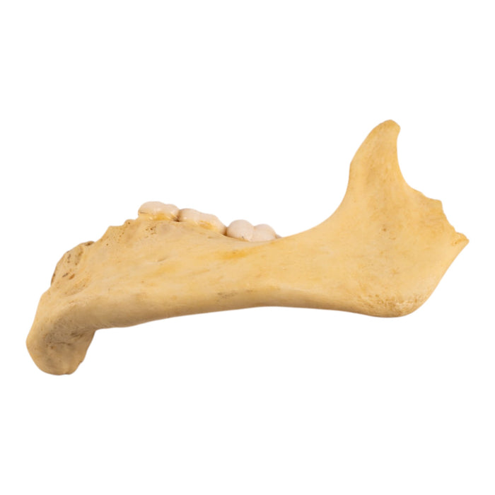 Real Human Child Partial Mandible