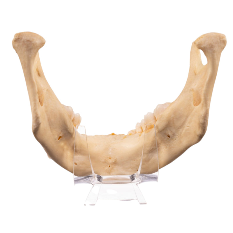 Real Human Mandible