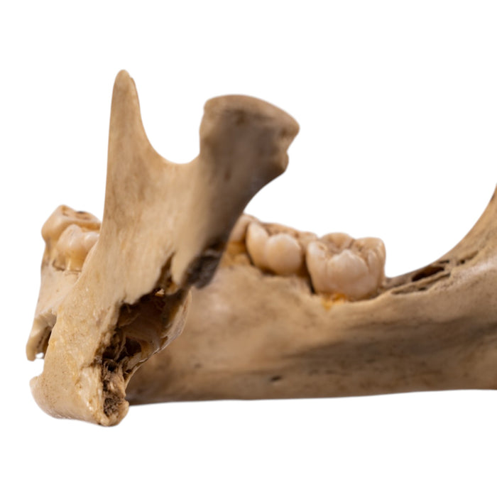 Real Human Mandible - Young