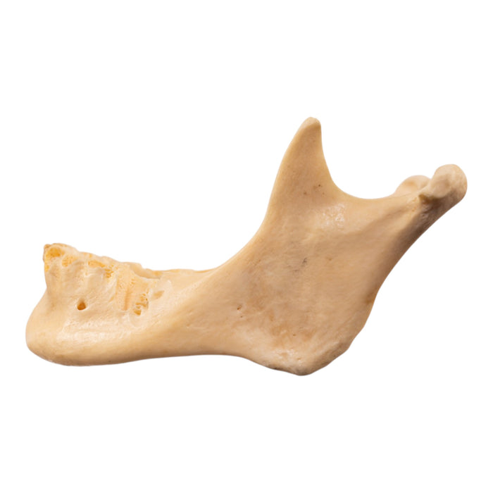 Real Human Mandible - Repaired