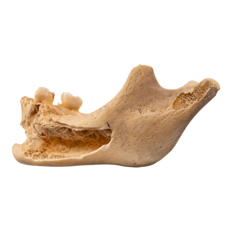 Real Human Mandible
