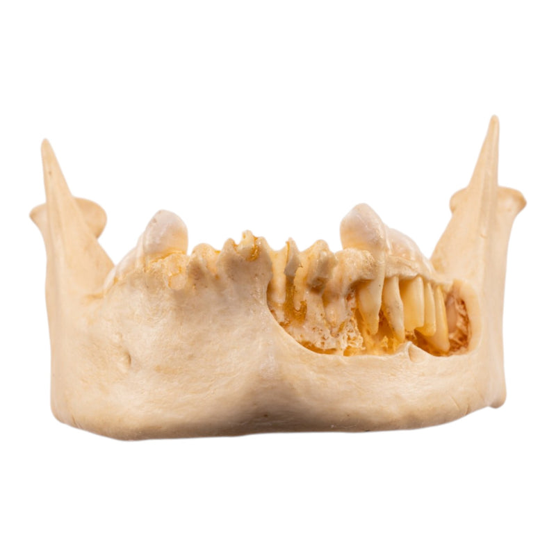 Real Human Mandible - Dissected