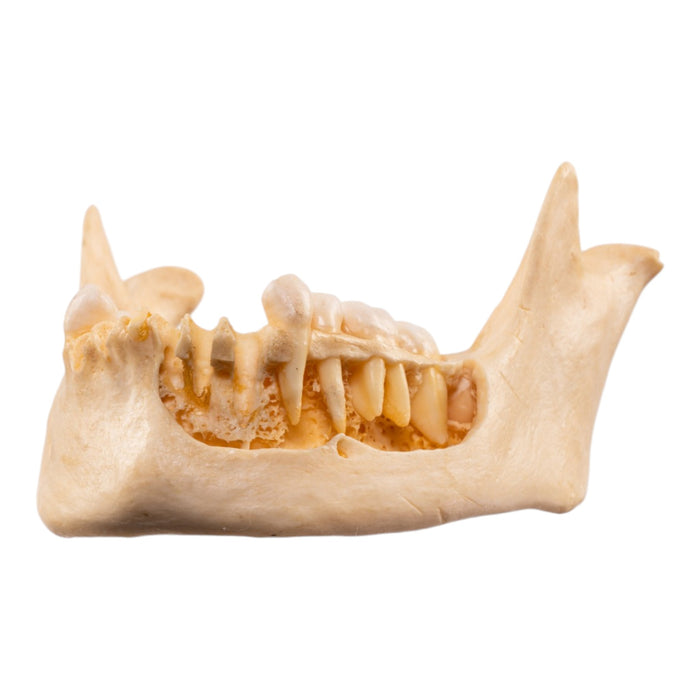 Real Human Mandible - Dissected