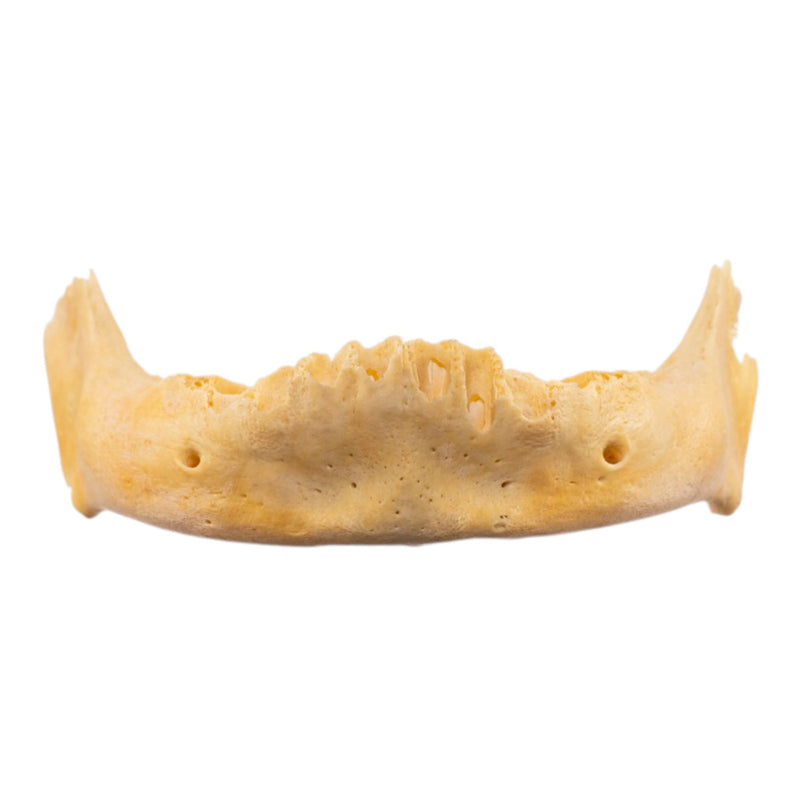 Real Human Mandible - Juvenile