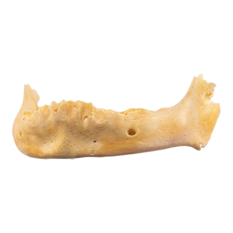 Real Human Mandible - Juvenile