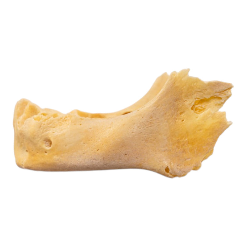 Real Human Mandible - Juvenile