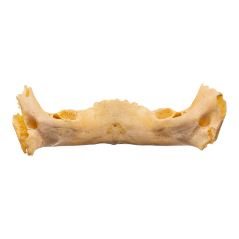 Real Human Mandible - Juvenile