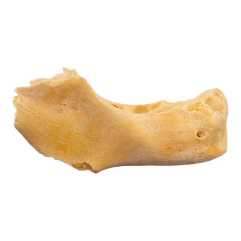 Real Human Mandible - Juvenile