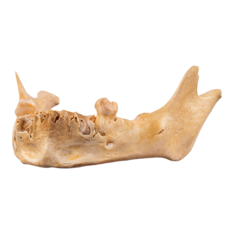 Real Human Mandible