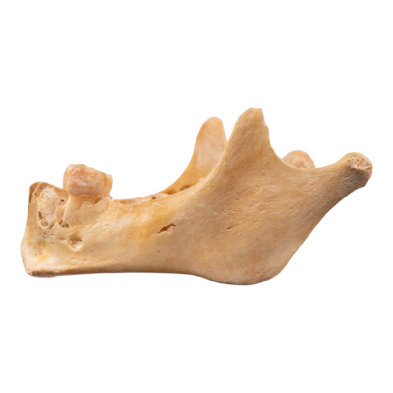 Real Human Mandible