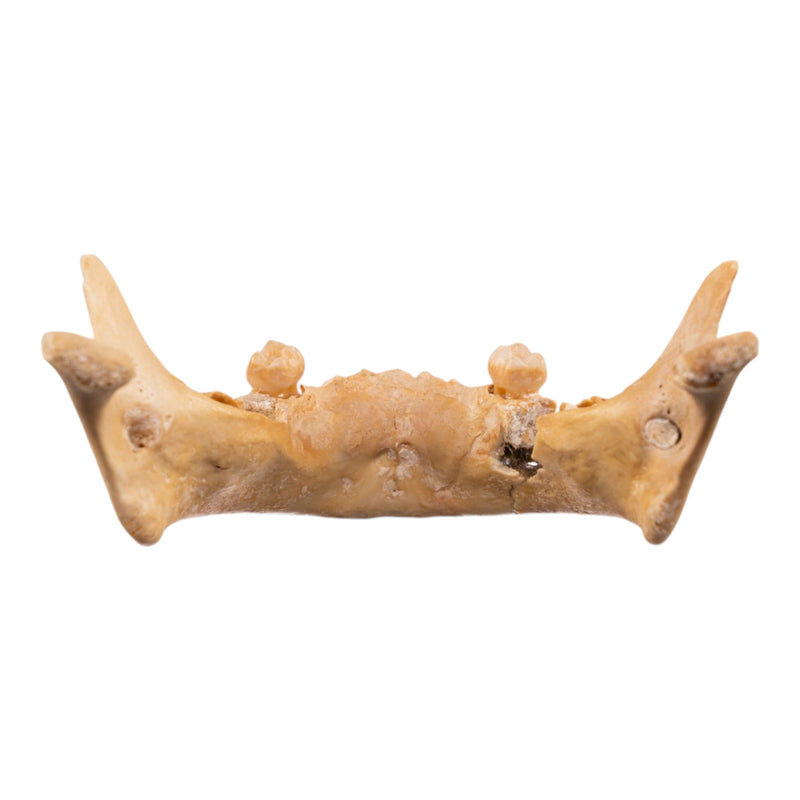 Real Human Mandible