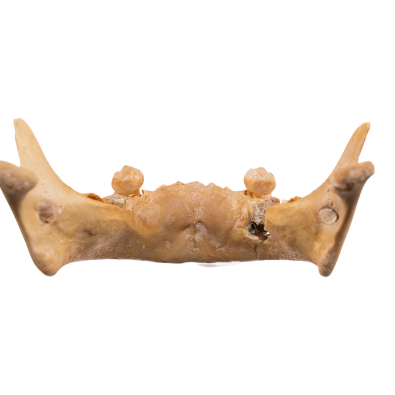 Real Human Mandible