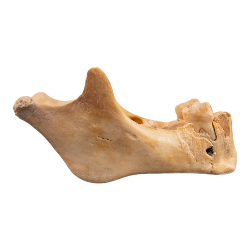 Real Human Mandible