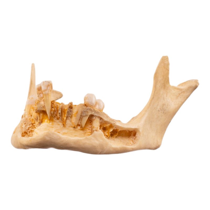 Real Human Mandible - Dissected