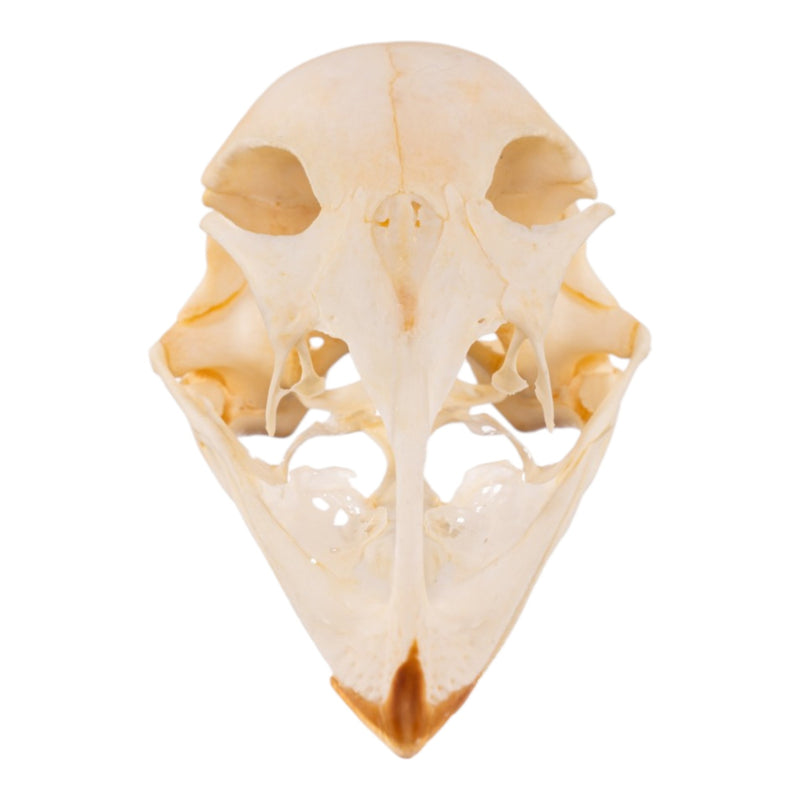 Real Emu Skull - Adolescent