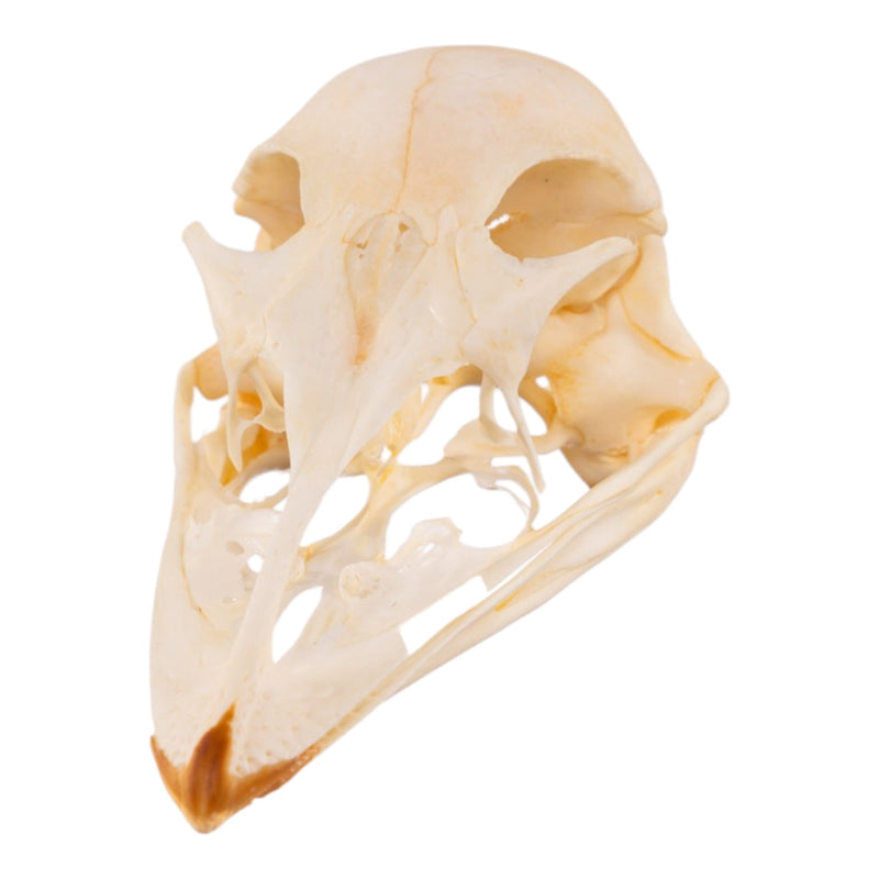 Real Emu Skull - Adolescent