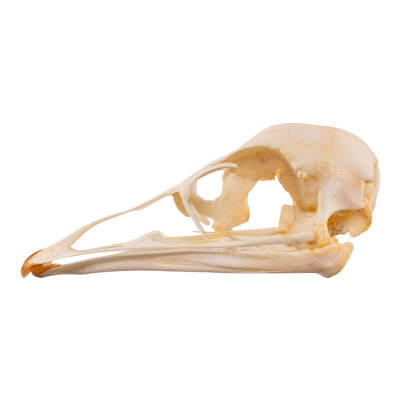 Real Emu Skull - Adolescent