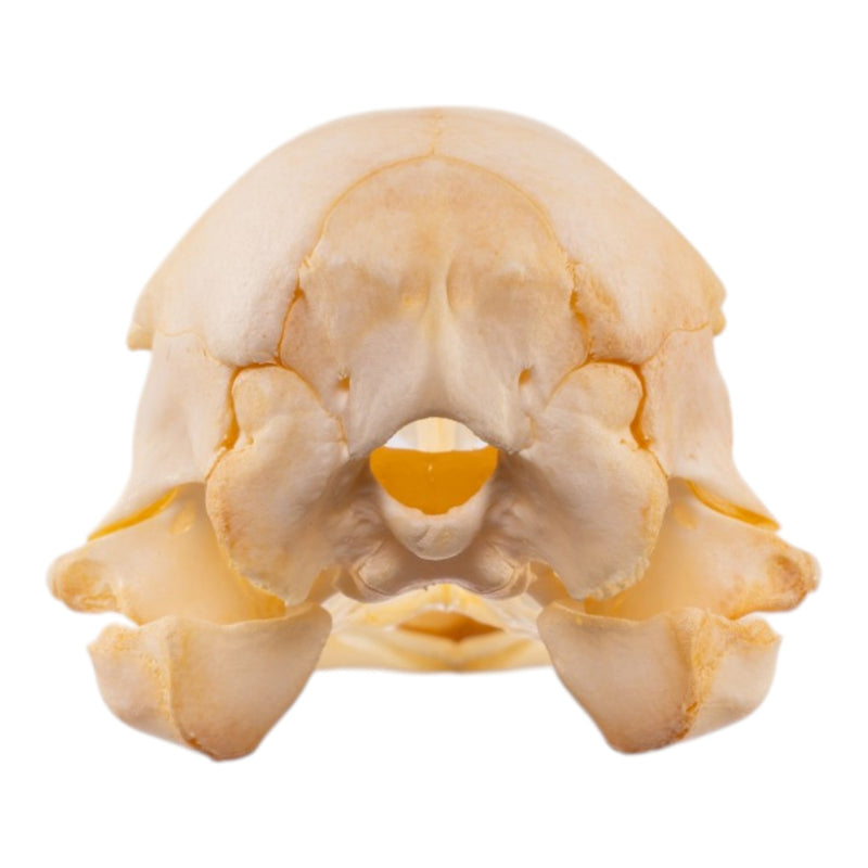 Real Emu Skull - Adolescent
