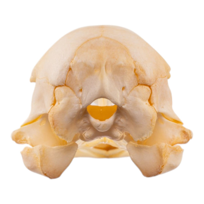 Real Emu Skull - Adolescent