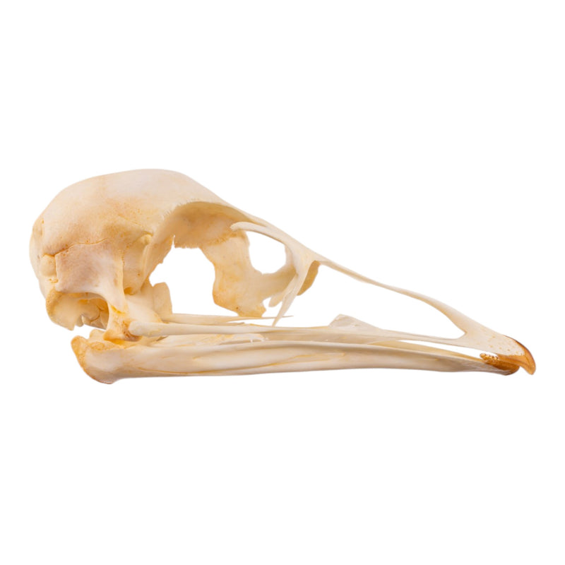 Real Emu Skull - Adolescent