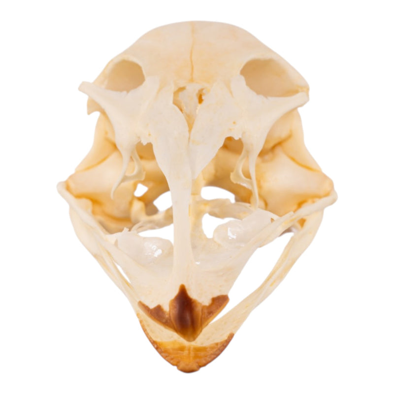 Real Emu Skull - Adolescent