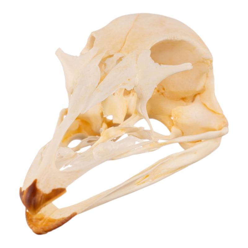 Real Emu Skull - Adolescent