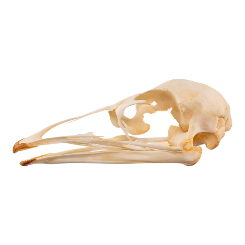 Real Emu Skull - Adolescent