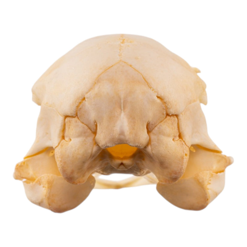 Real Emu Skull - Adolescent