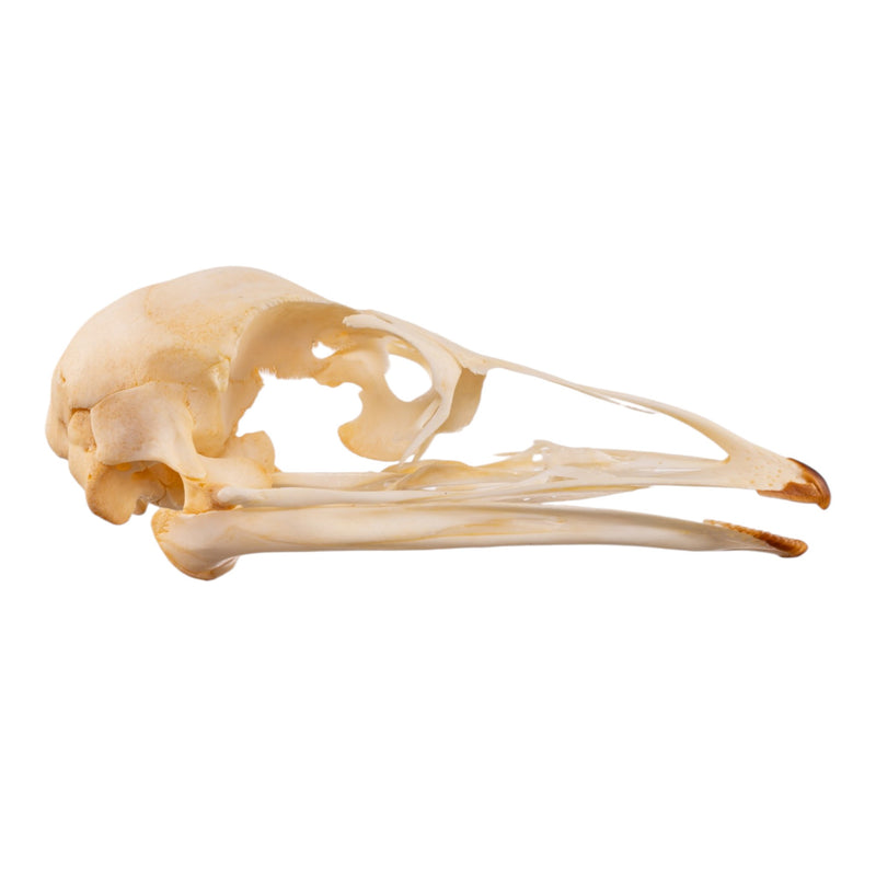 Real Emu Skull - Adolescent
