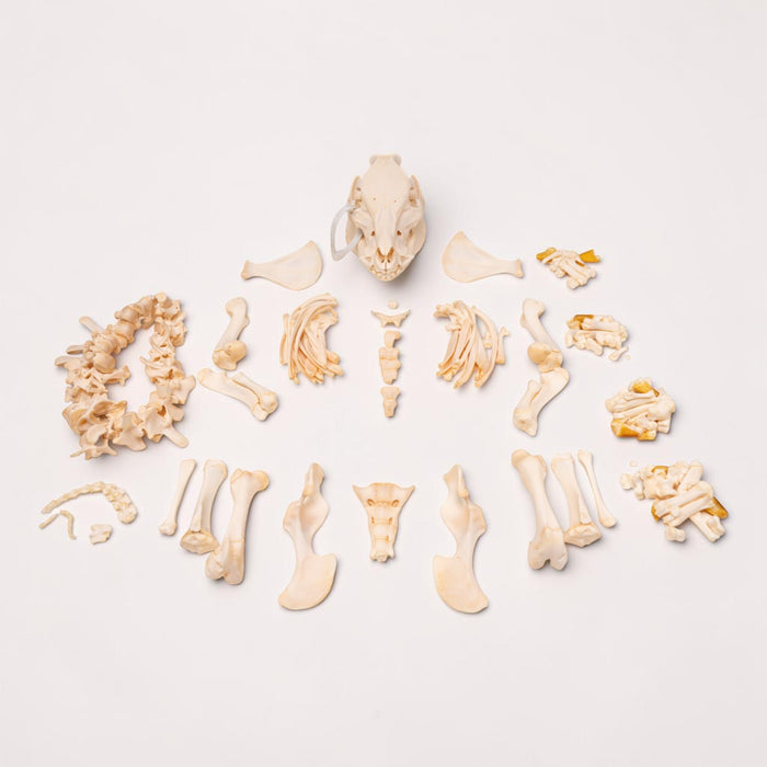 Real Potbellied Pig Skeleton - Disarticulated