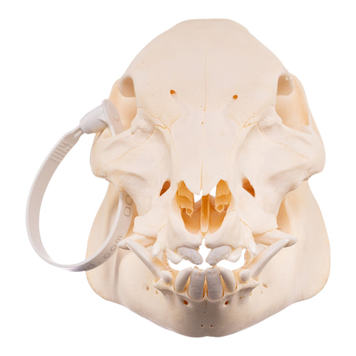Real Potbellied Pig Skeleton - Disarticulated