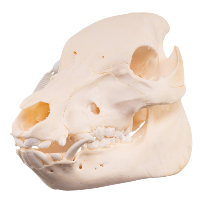 Real Potbellied Pig Skeleton - Disarticulated