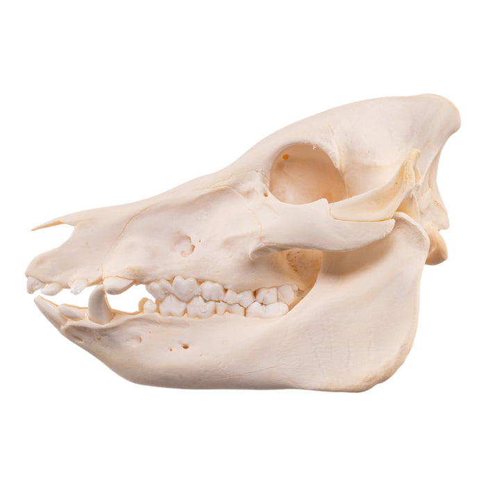 Real Potbellied Pig Skeleton - Disarticulated