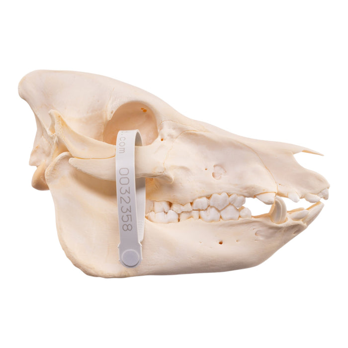 Real Potbellied Pig Skeleton - Disarticulated