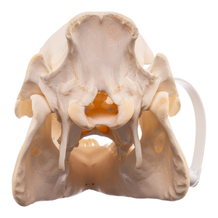 Real Potbellied Pig Skeleton - Disarticulated