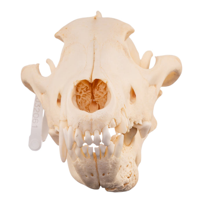 Real Gray Wolf Skull - Pathology