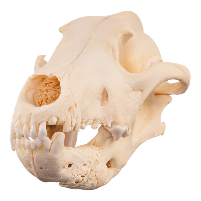 Real Gray Wolf Skull - Pathology