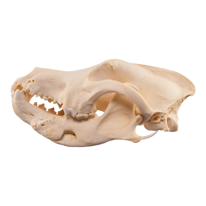 Real Gray Wolf Skull - Pathology