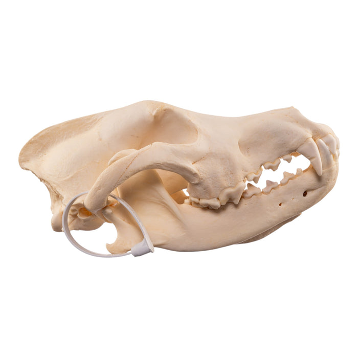 Real Gray Wolf Skull - Pathology