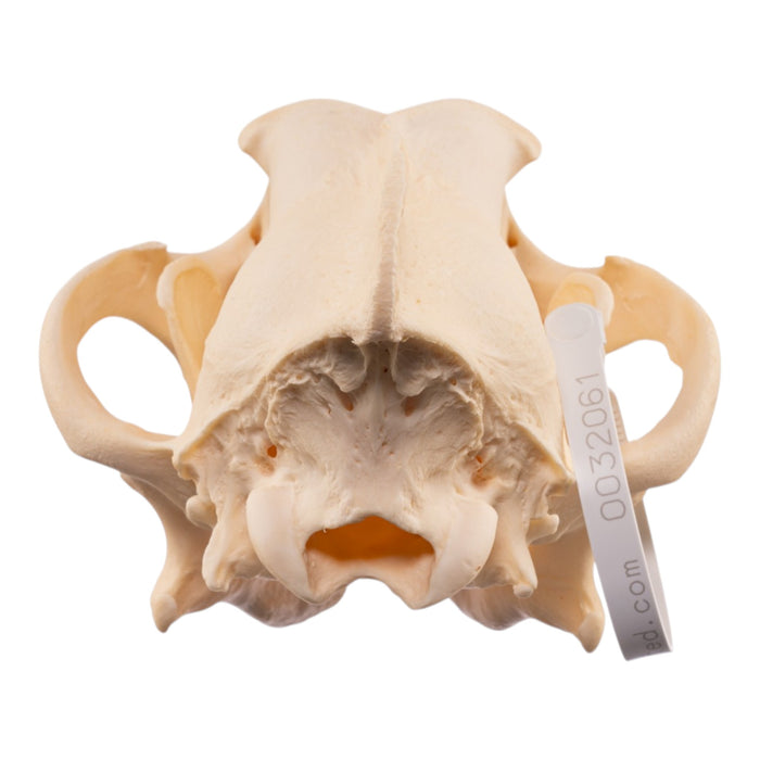 Real Gray Wolf Skull - Pathology