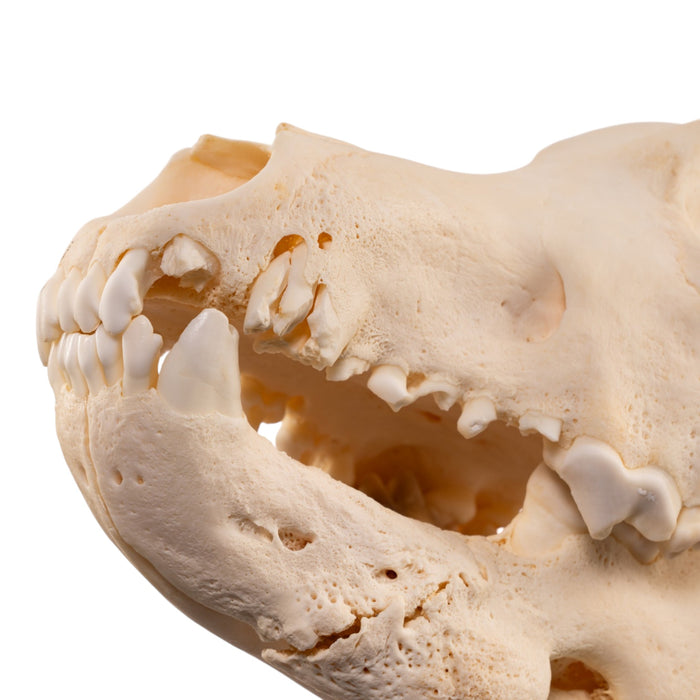 Real Gray Wolf Skull - Pathology
