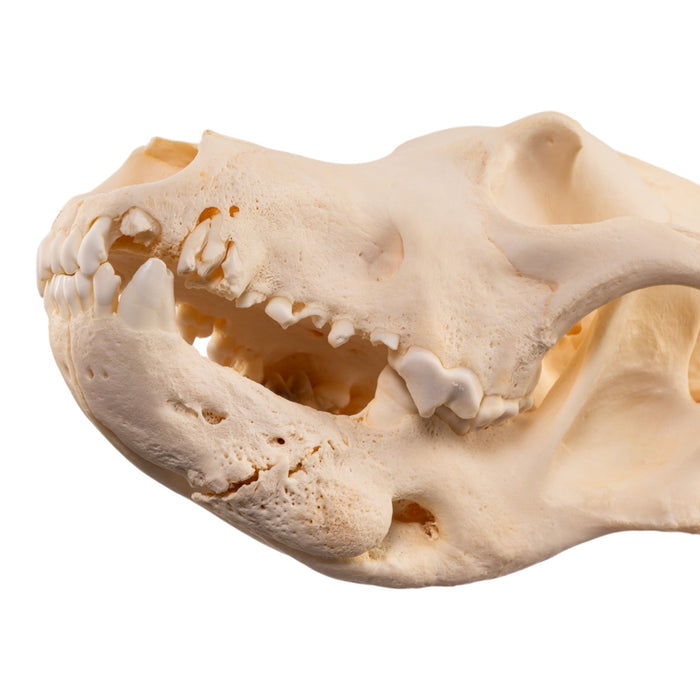 Real Gray Wolf Skull - Pathology