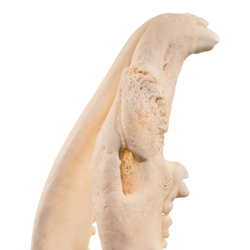 Real Gray Wolf Skull - Pathology