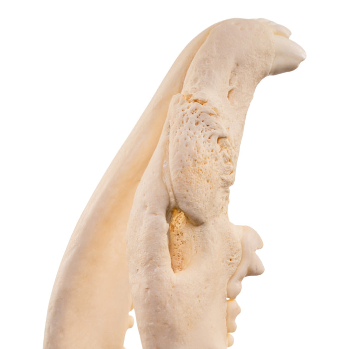 Real Gray Wolf Skull - Pathology
